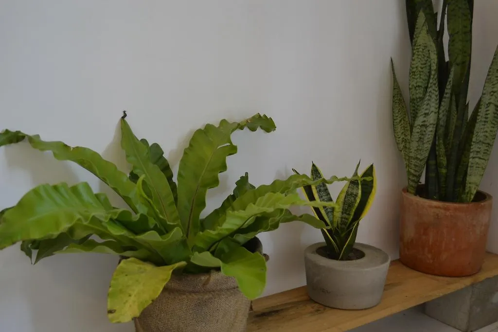 בית אירוח נה טראנג Kokoro Home וייטנאם