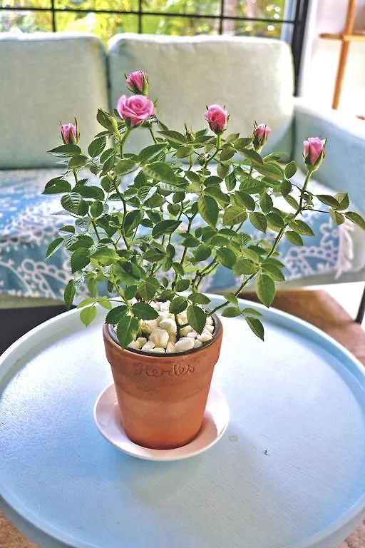 נה טראנג Kokoro Home בית אירוח